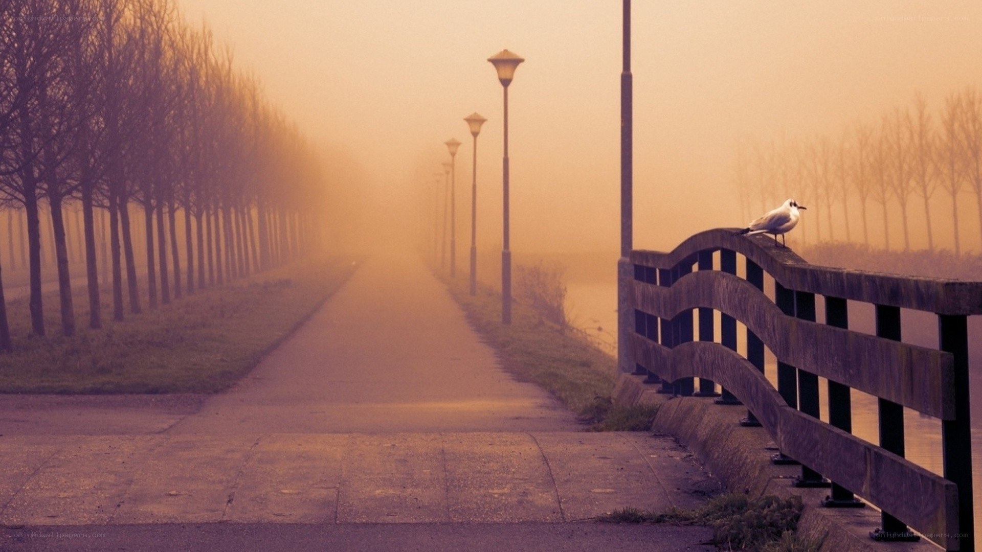 Foggy path with seagull