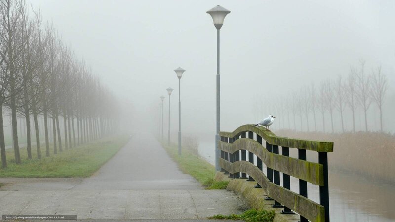 Foggy path with seagull
