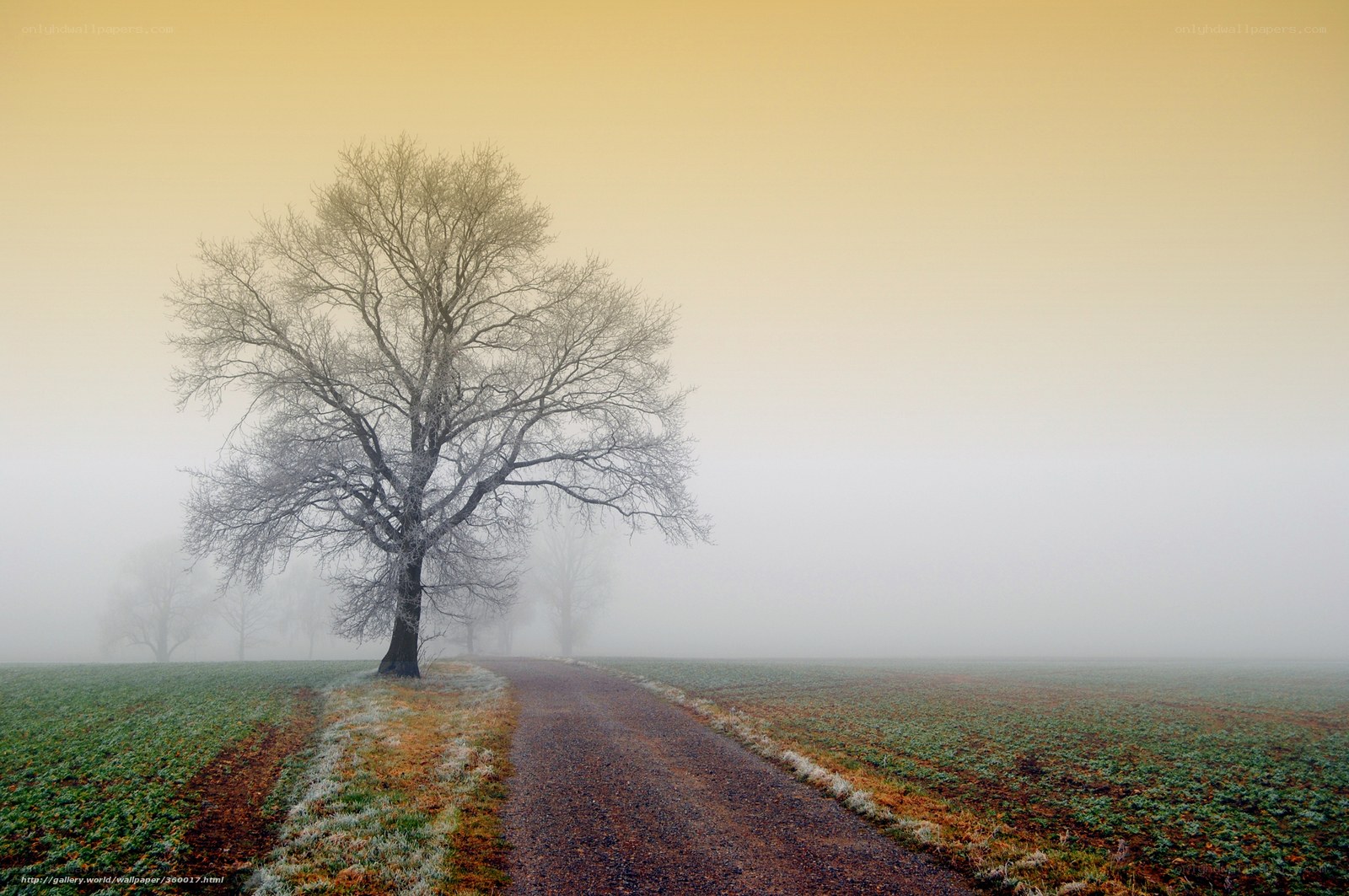 Foggy path with solitary tree