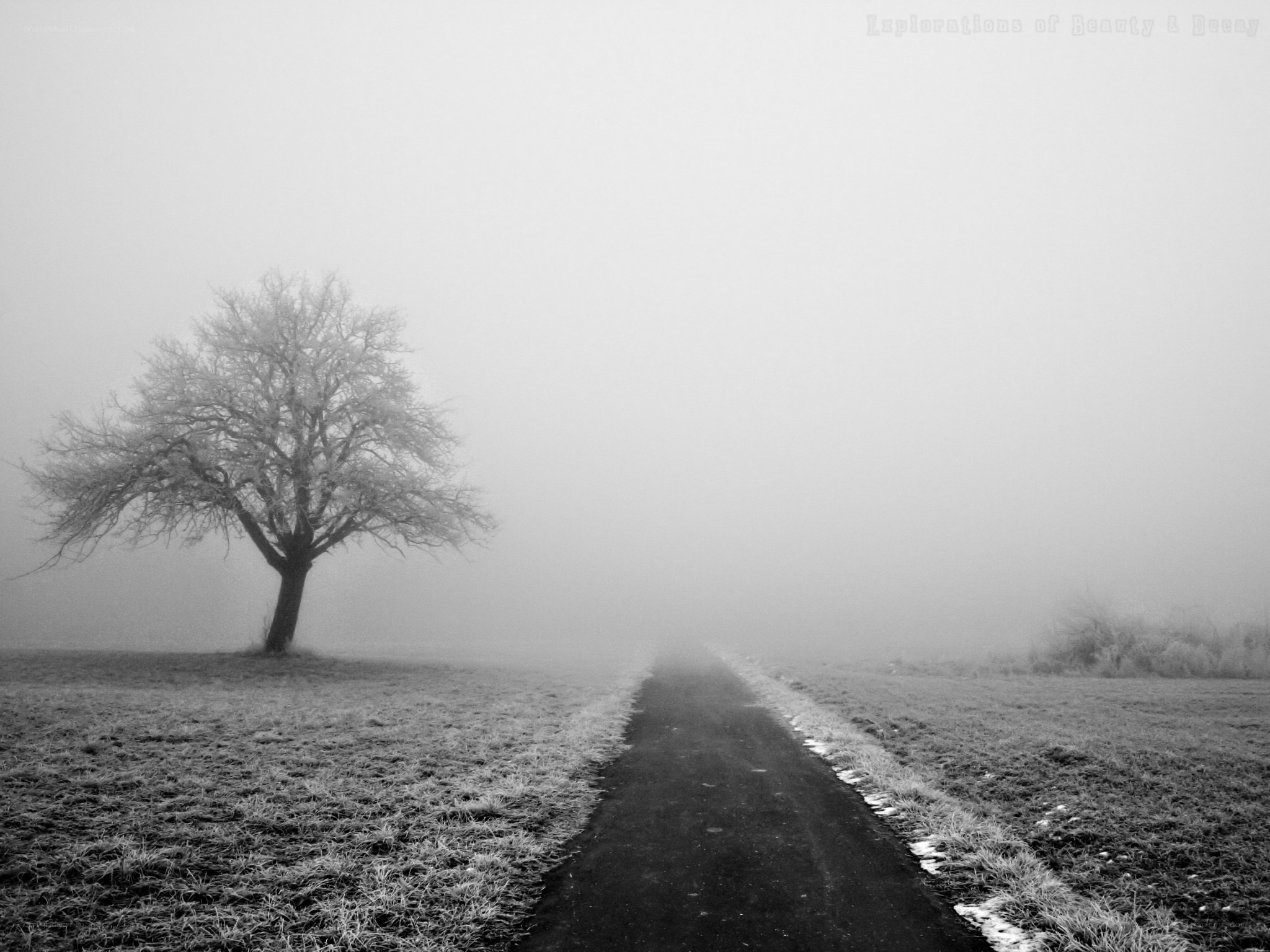 Foggy path with solitary tree