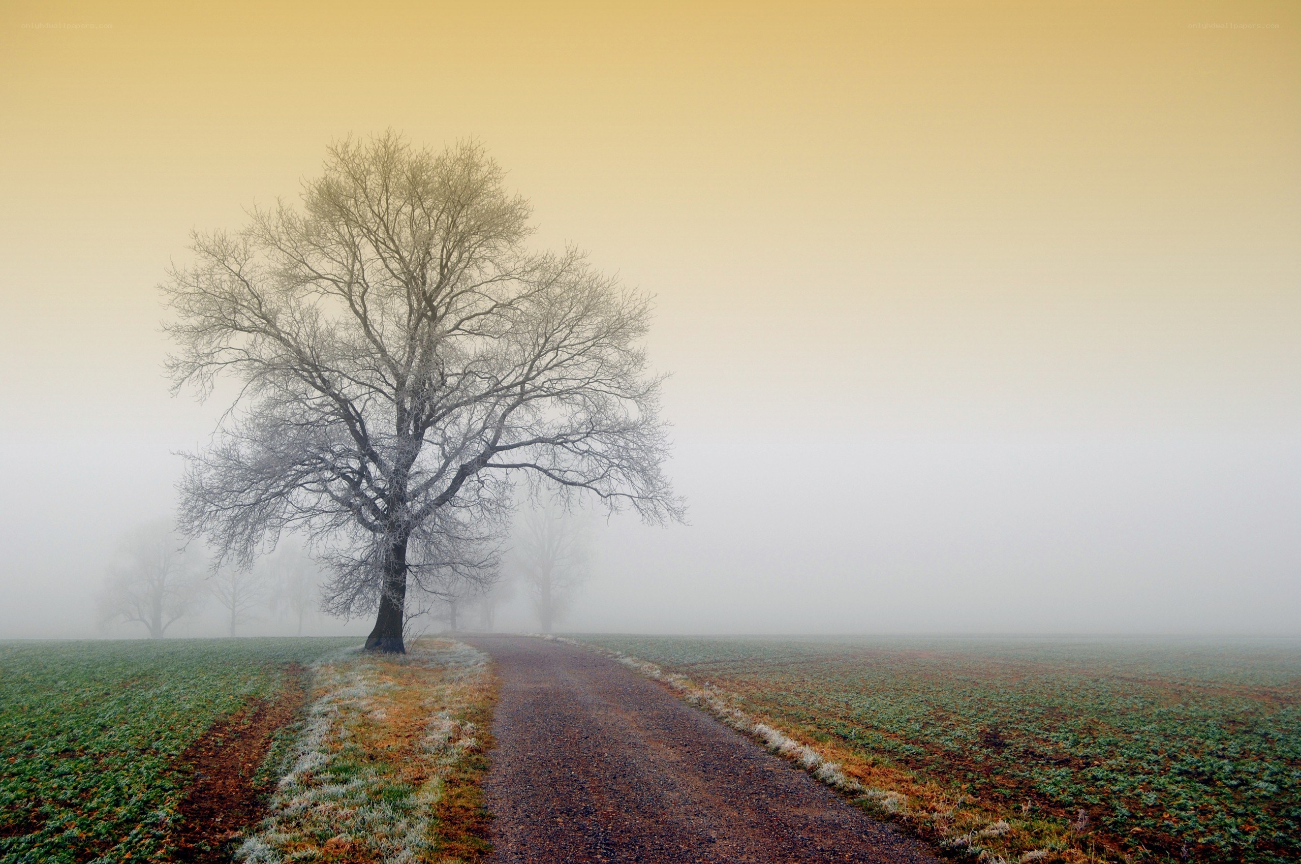 Foggy path with solitary tree
