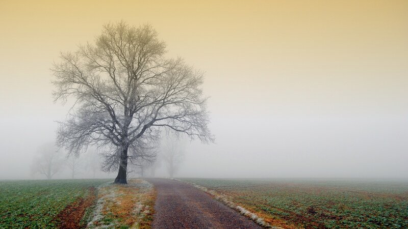 Foggy path with solitary tree