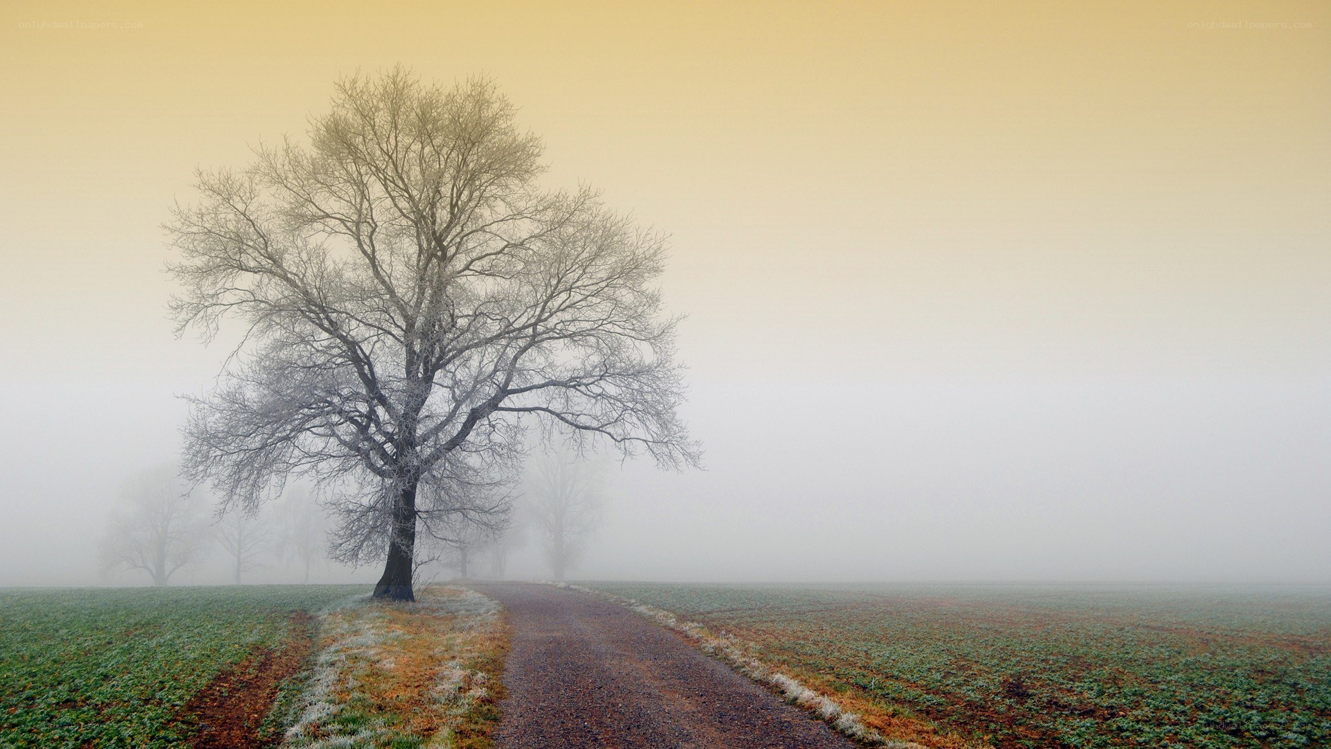 Foggy path with solitary tree