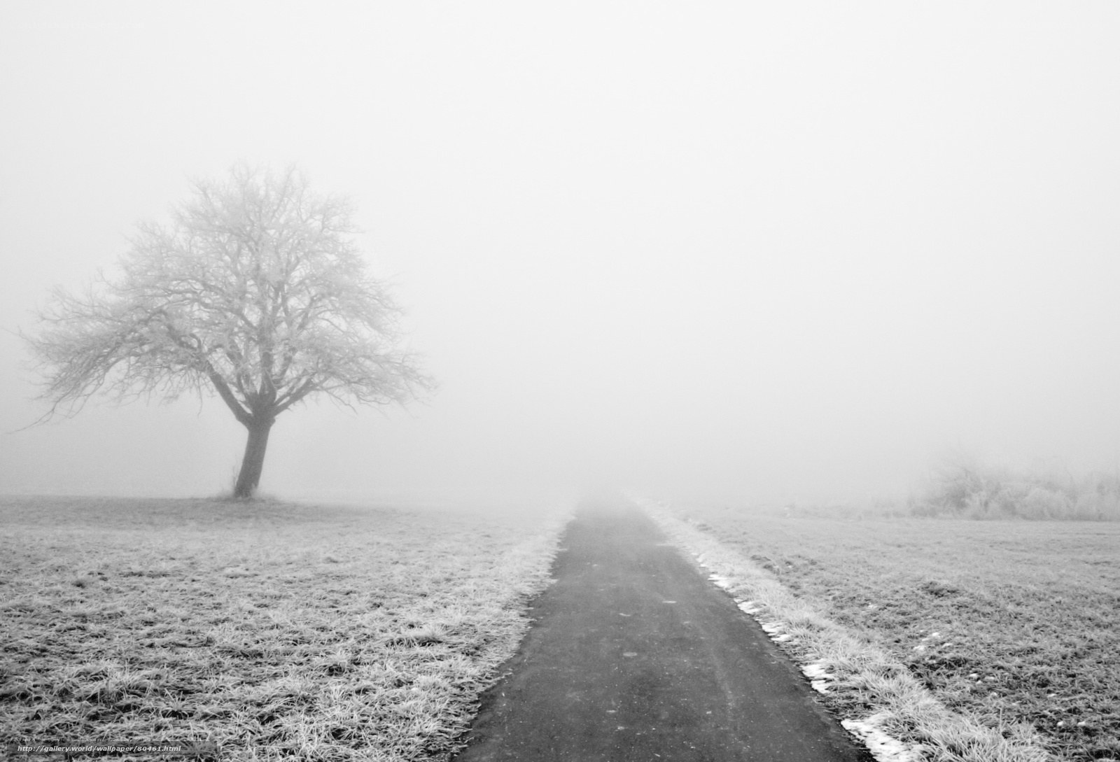 Foggy path with solitary tree