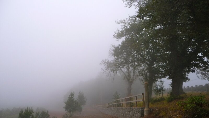 Foggy path with trees