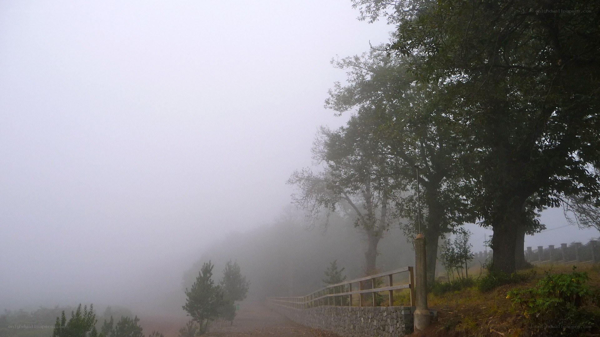 Foggy path with trees
