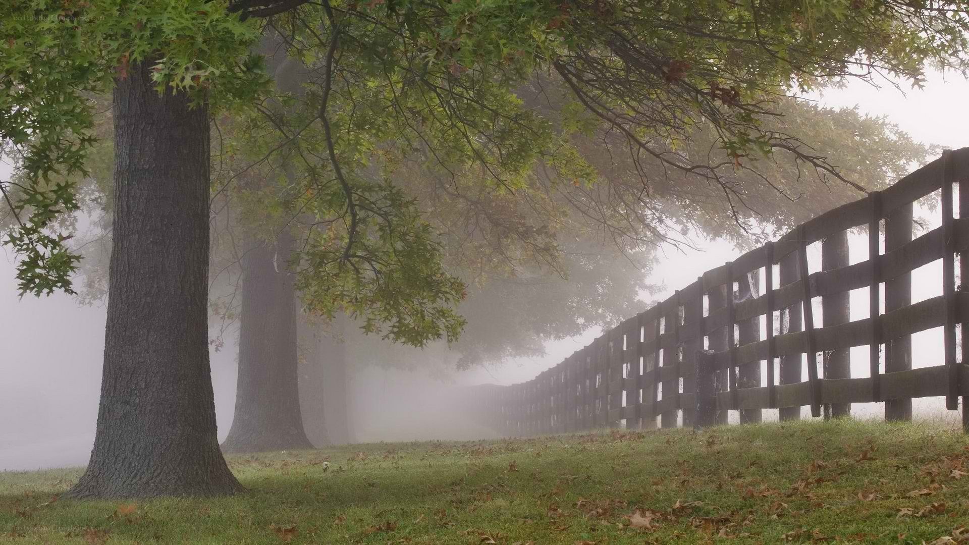 Foggy path with trees and fence