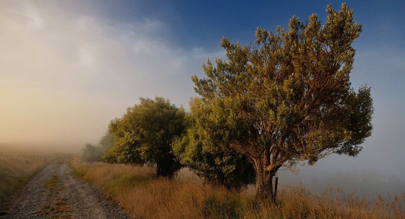 Foggy path with trees at dawn
