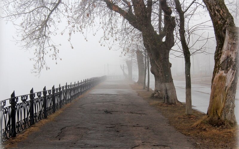 Foggy Path with Trees — Gray, Misty