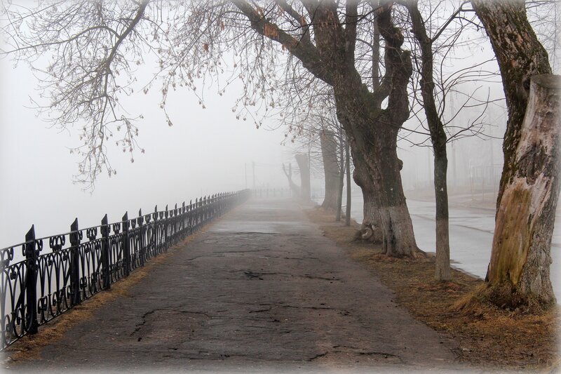Foggy Path with Trees — Gray, Misty, Winter
