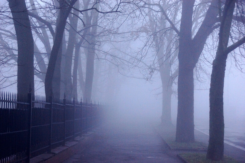 Foggy Path with Trees — Gray