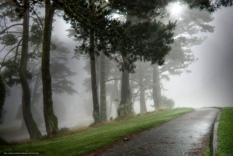 Foggy Path with Trees — Green, Misty, Morning, Photograph