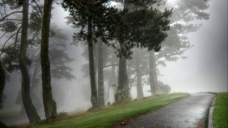 Foggy Path with Trees — Green, Misty, Morning