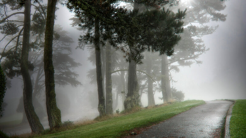 Foggy Path with Trees — Green
