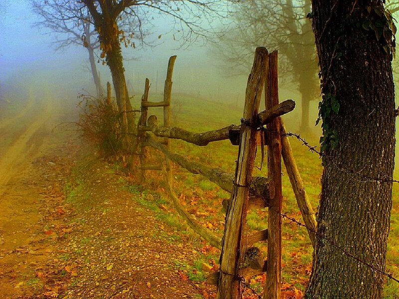Foggy path with wooden fence