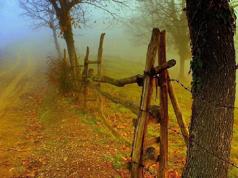 Foggy path with wooden fence