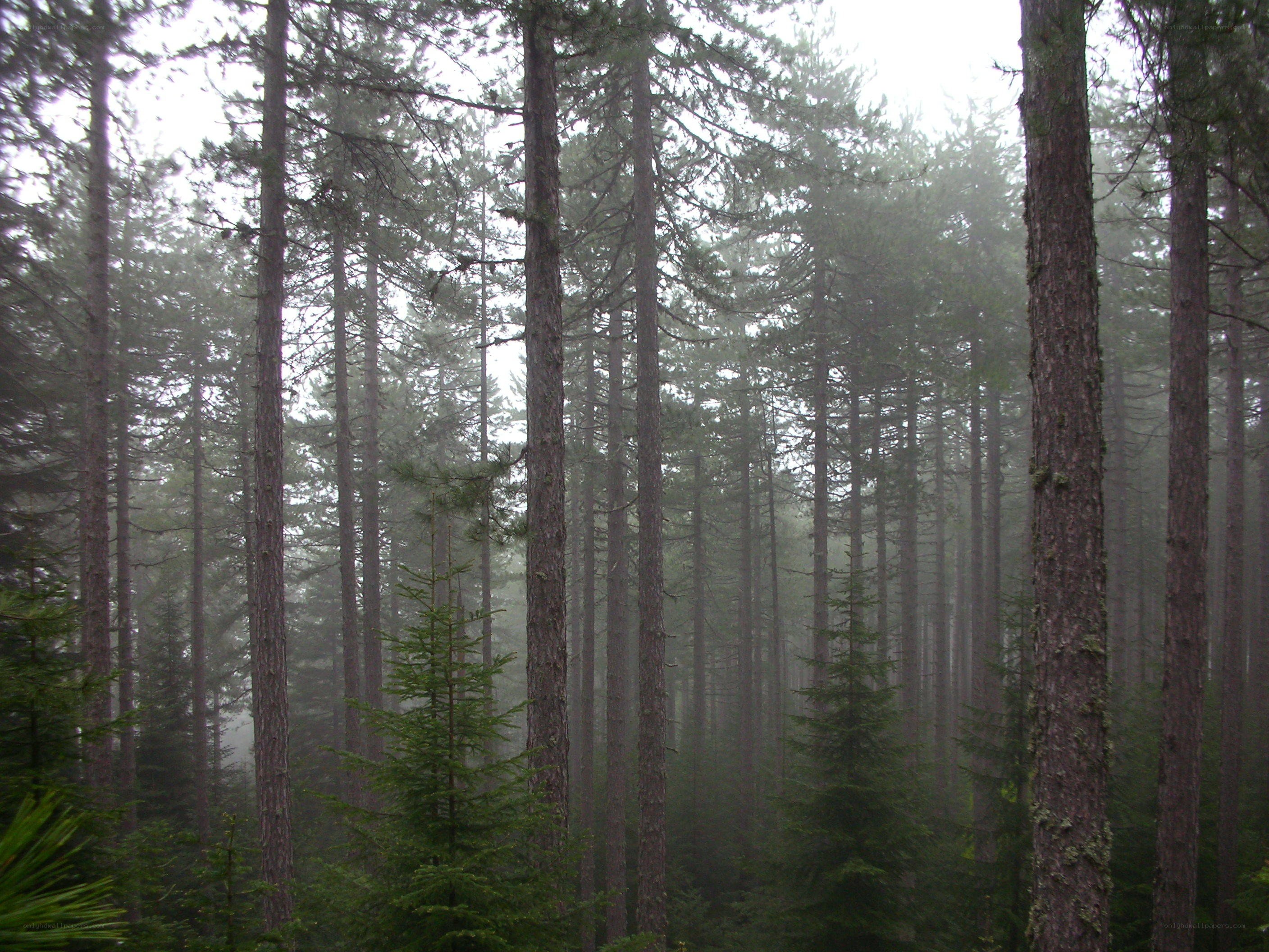 Foggy pine forest
