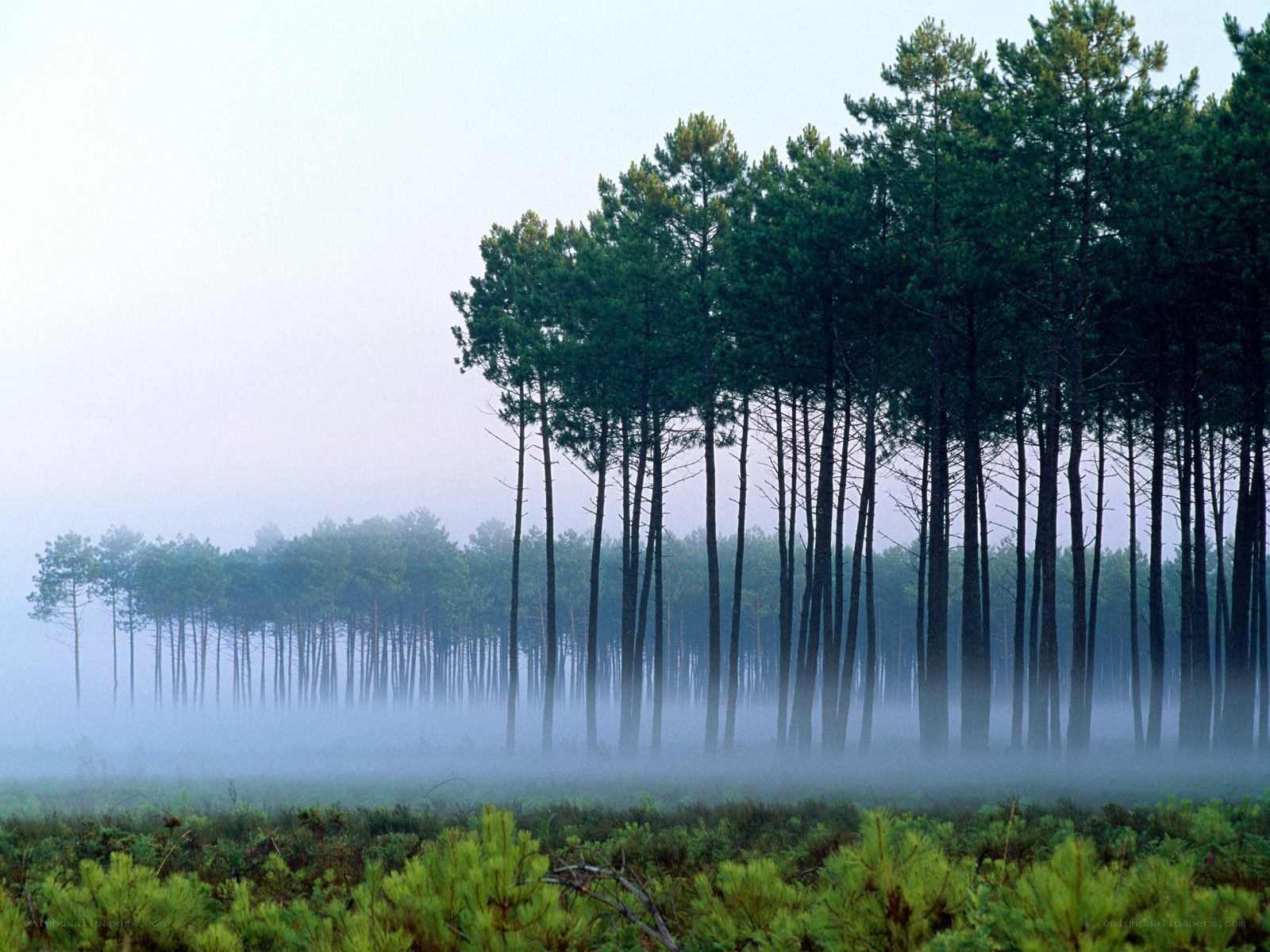 Foggy pine forest at dawn