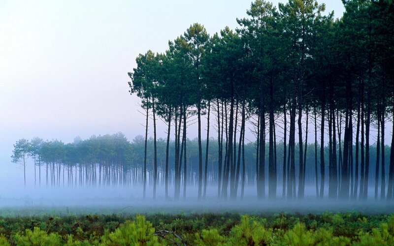 Foggy pine forest at dawn