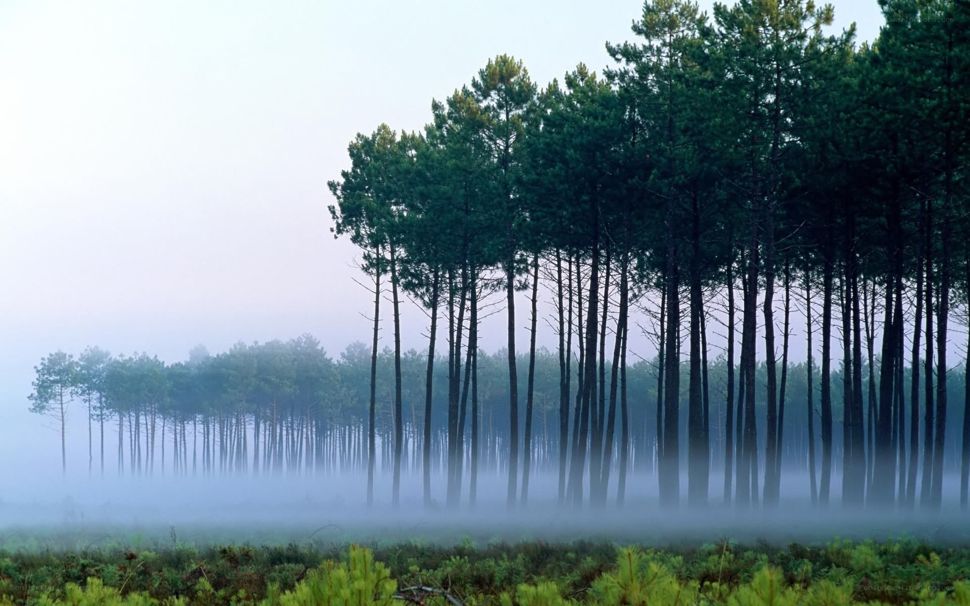 Foggy pine forest at dawn