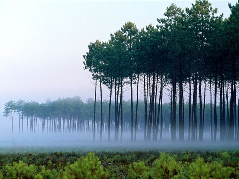 Foggy pine forest at dawn