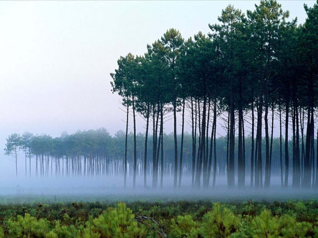 Foggy pine forest at dawn