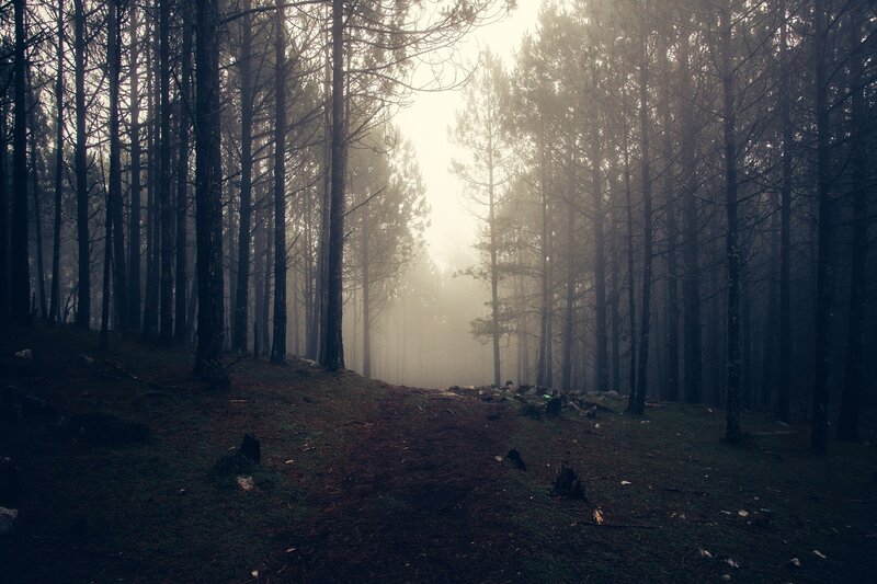 Foggy Pine Forest — Gray