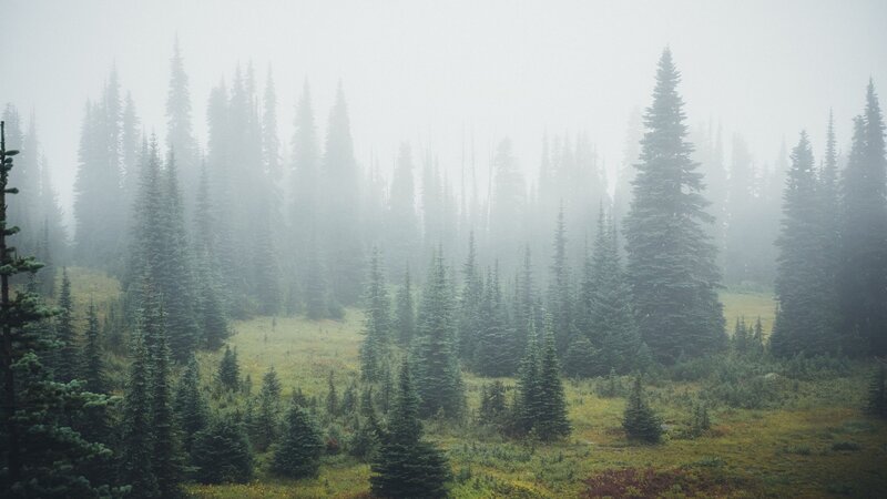 Foggy Pine Forest — Green, Misty, Morning