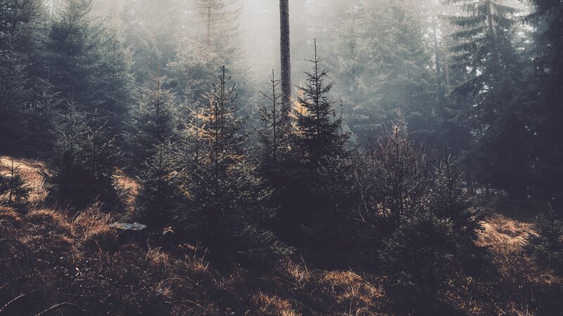 Foggy Pine Forest — Green, Misty