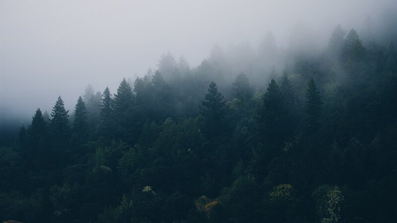 Foggy Pine Forest — Green, Moody