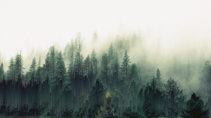 Foggy Pine Forest — Green, Mysterious