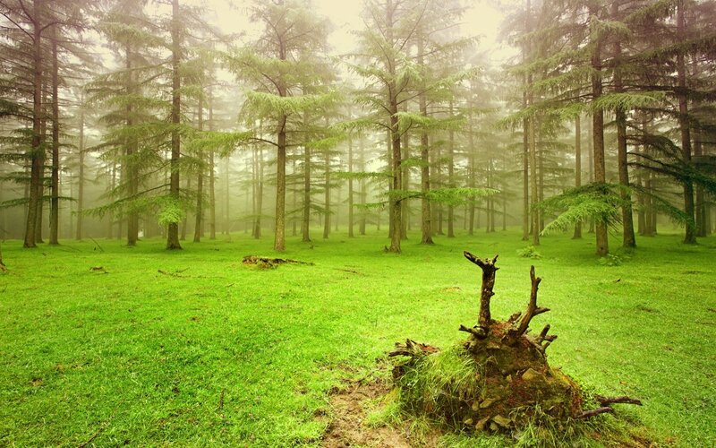 Foggy Pine Forest — Green