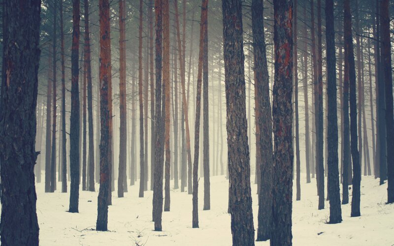 foggy pine forest in winter