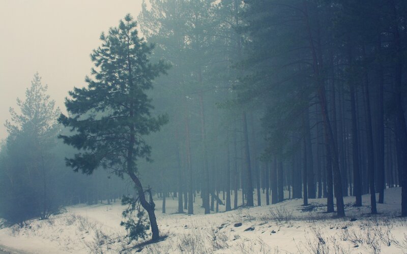foggy pine forest in winter