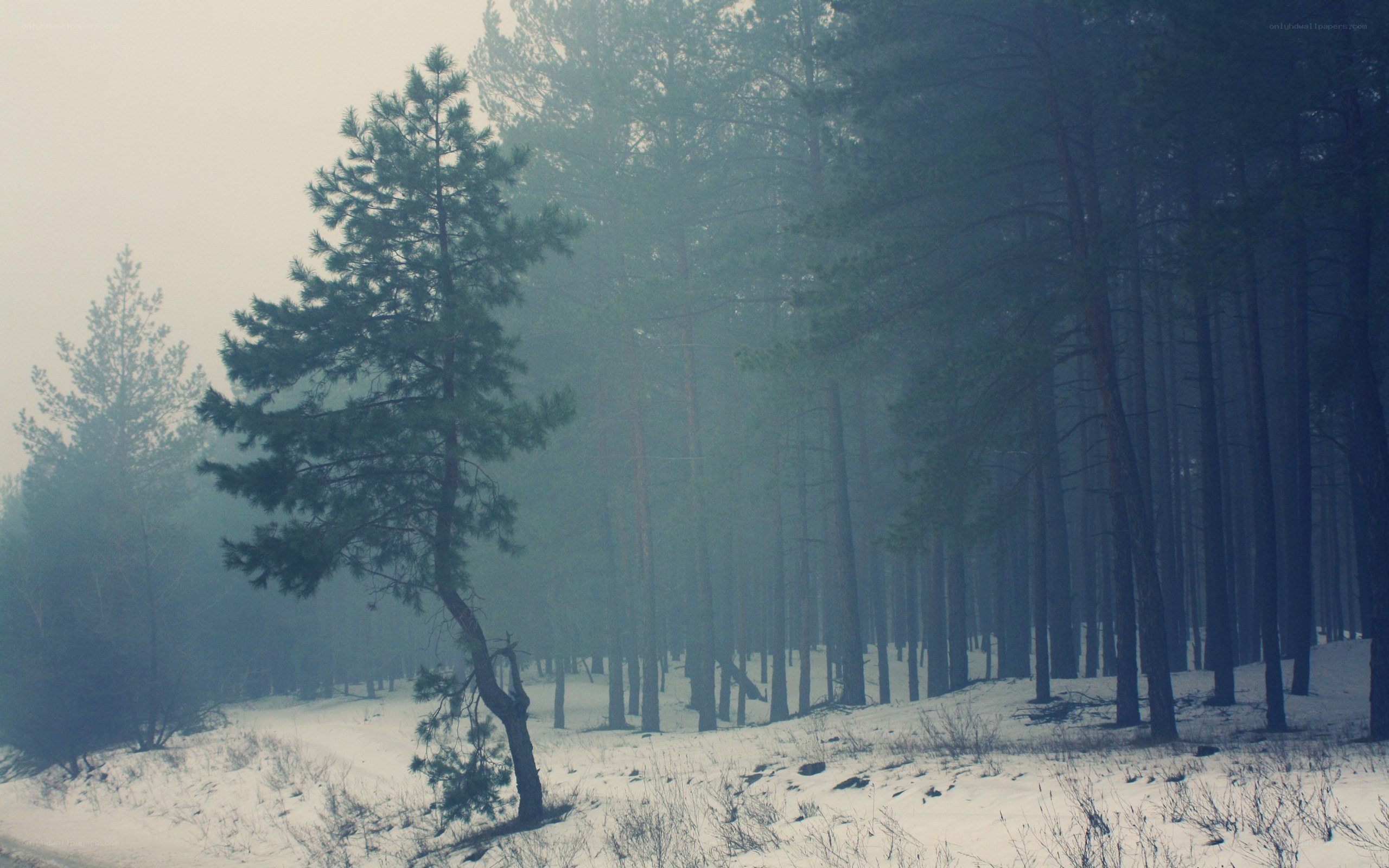 foggy pine forest in winter