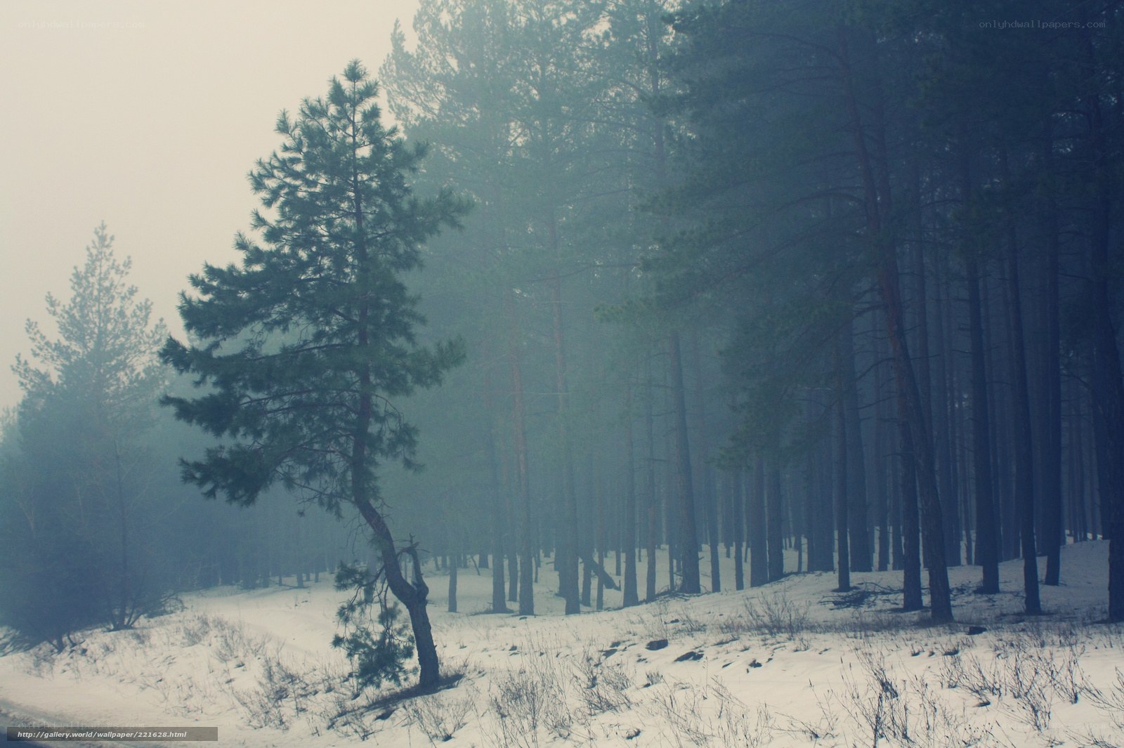Foggy Pine Forest in Winter