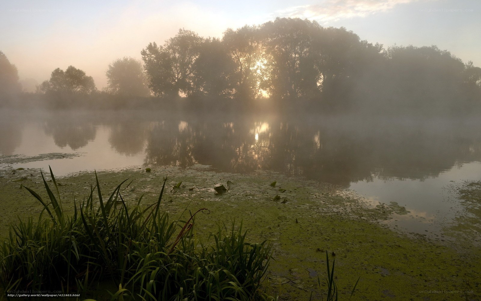 Foggy pond at sunrise
