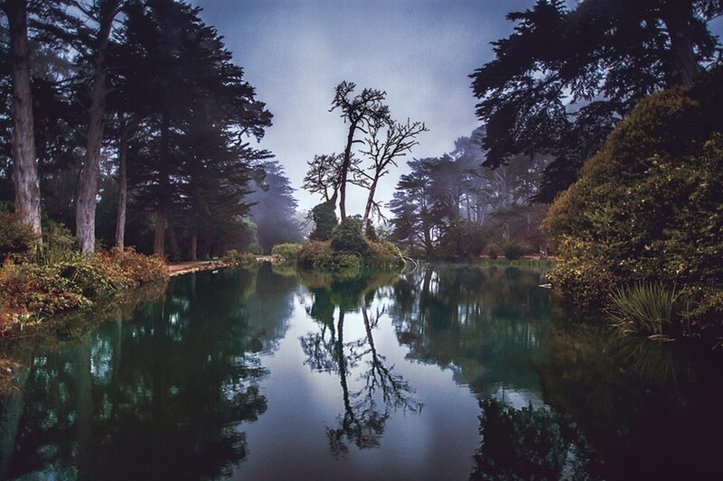 Foggy pond with tree reflections