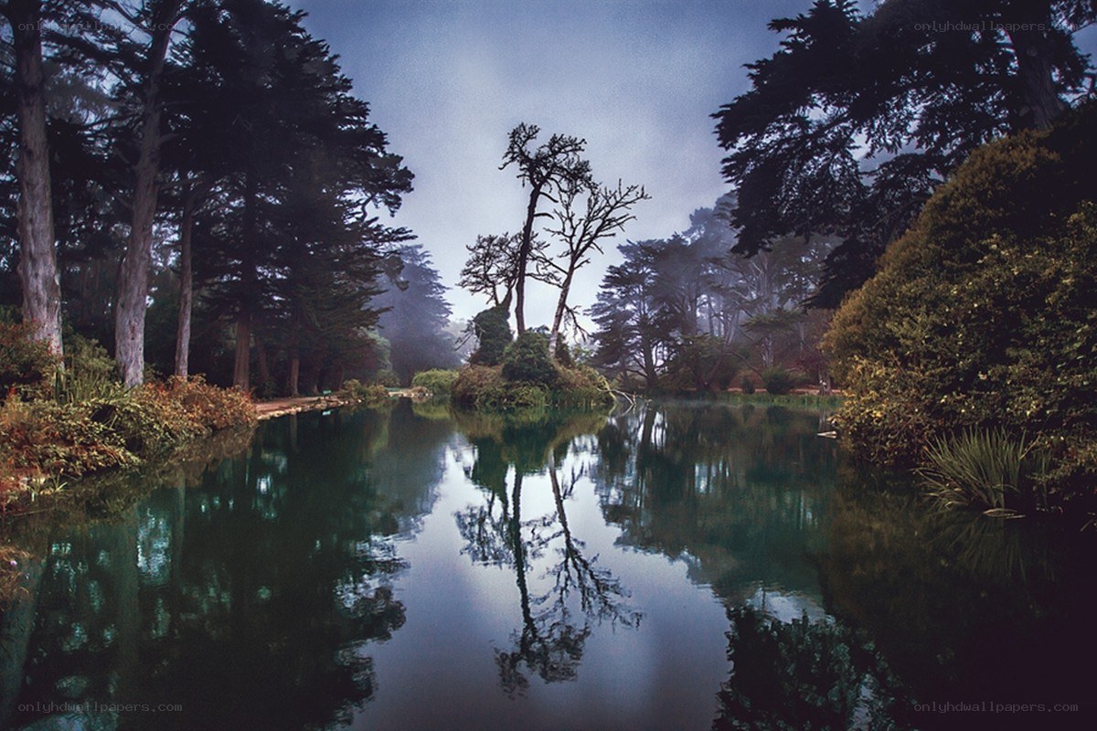 Foggy pond with tree reflections