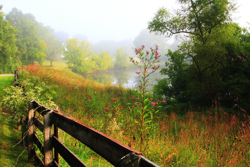 Foggy Pond with Wildflowers