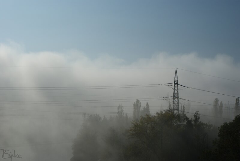 Foggy power lines and trees