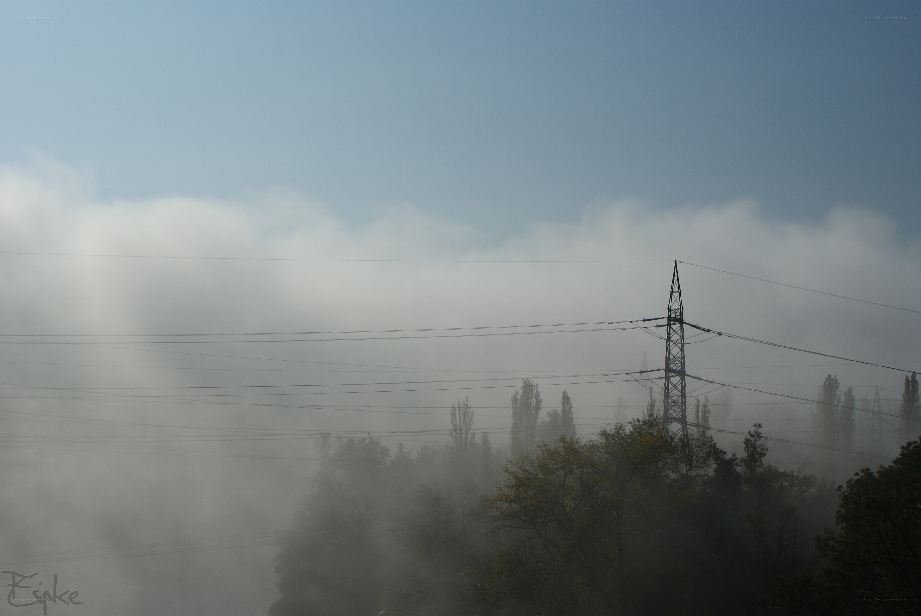 Foggy power lines and trees