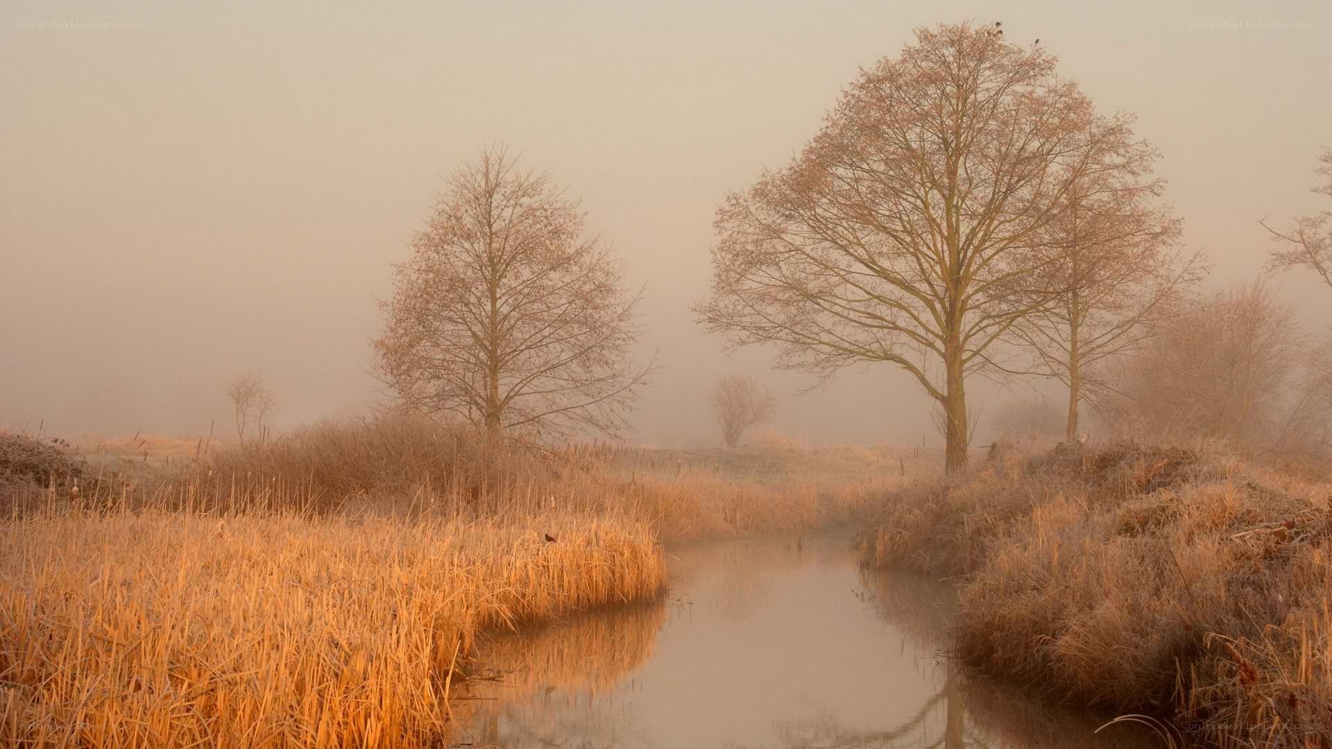 Foggy river at dawn