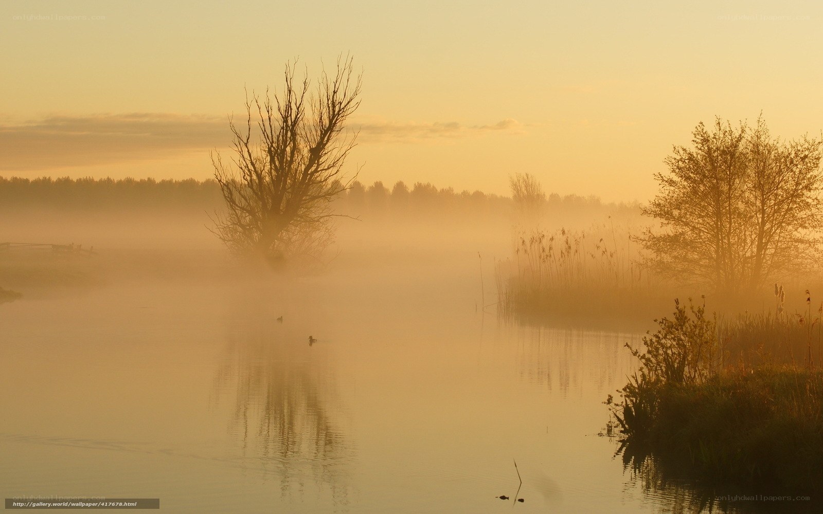 Foggy river at sunrise