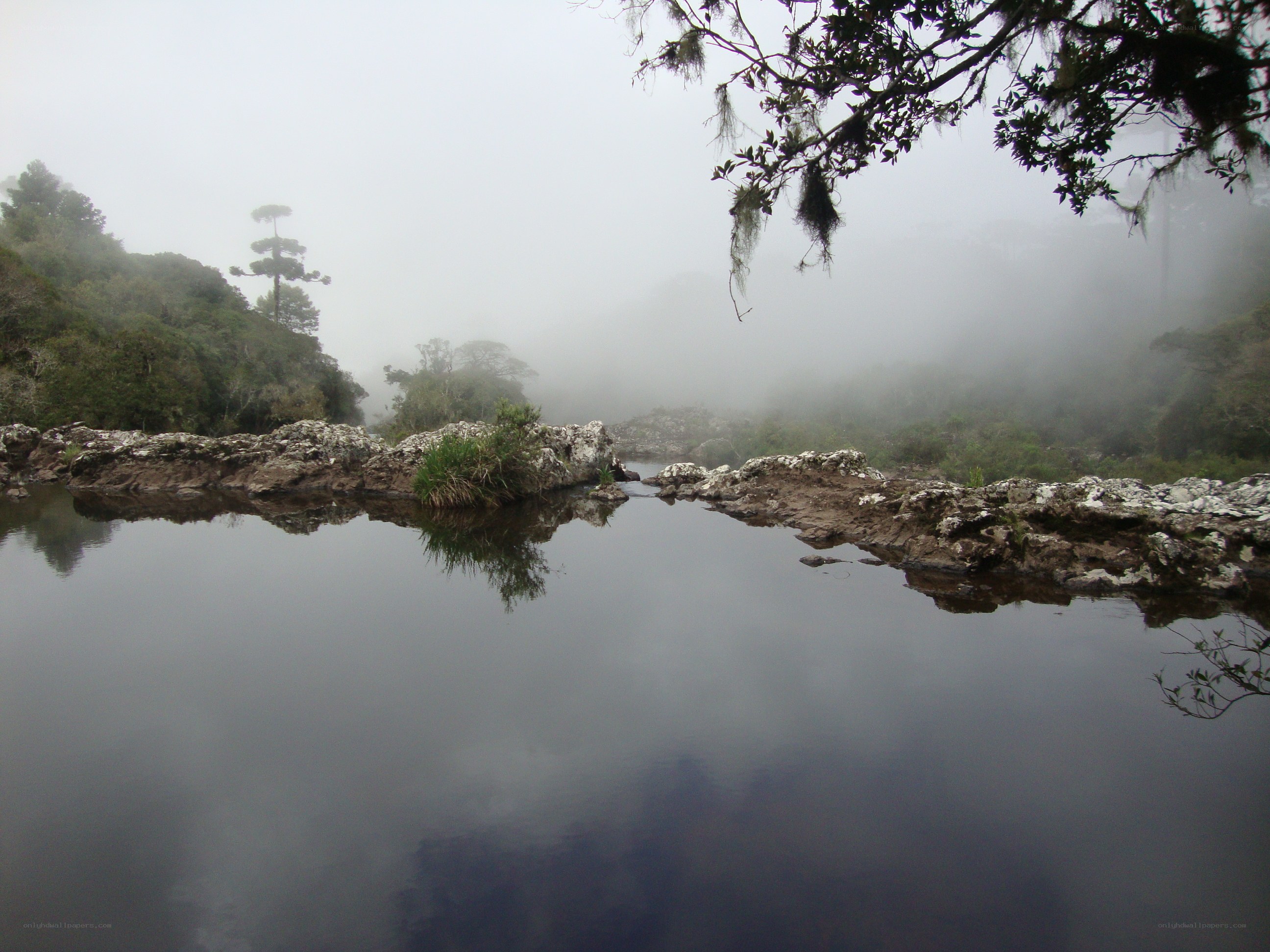 Foggy river in a forest