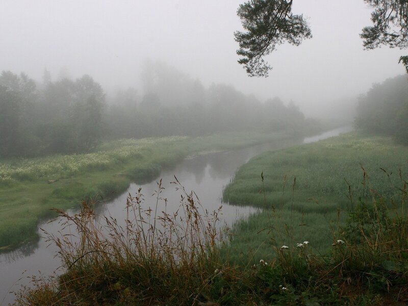 Foggy river in a forest