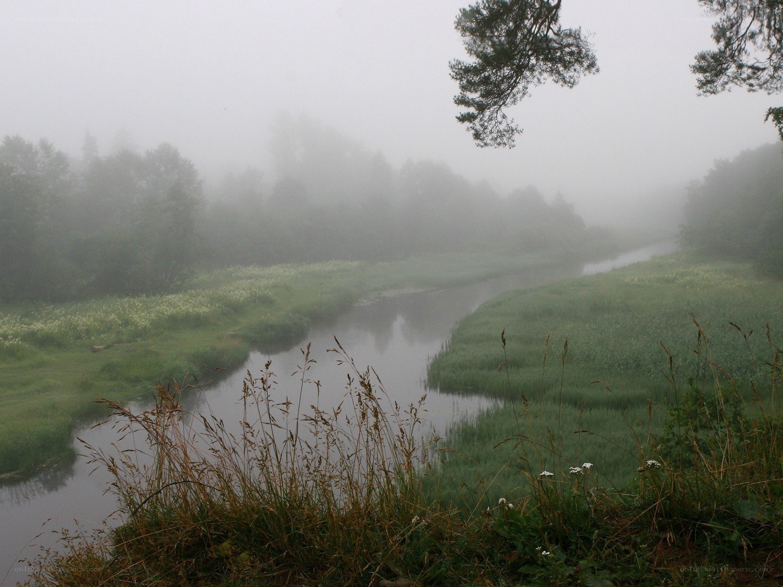 Foggy river in a forest