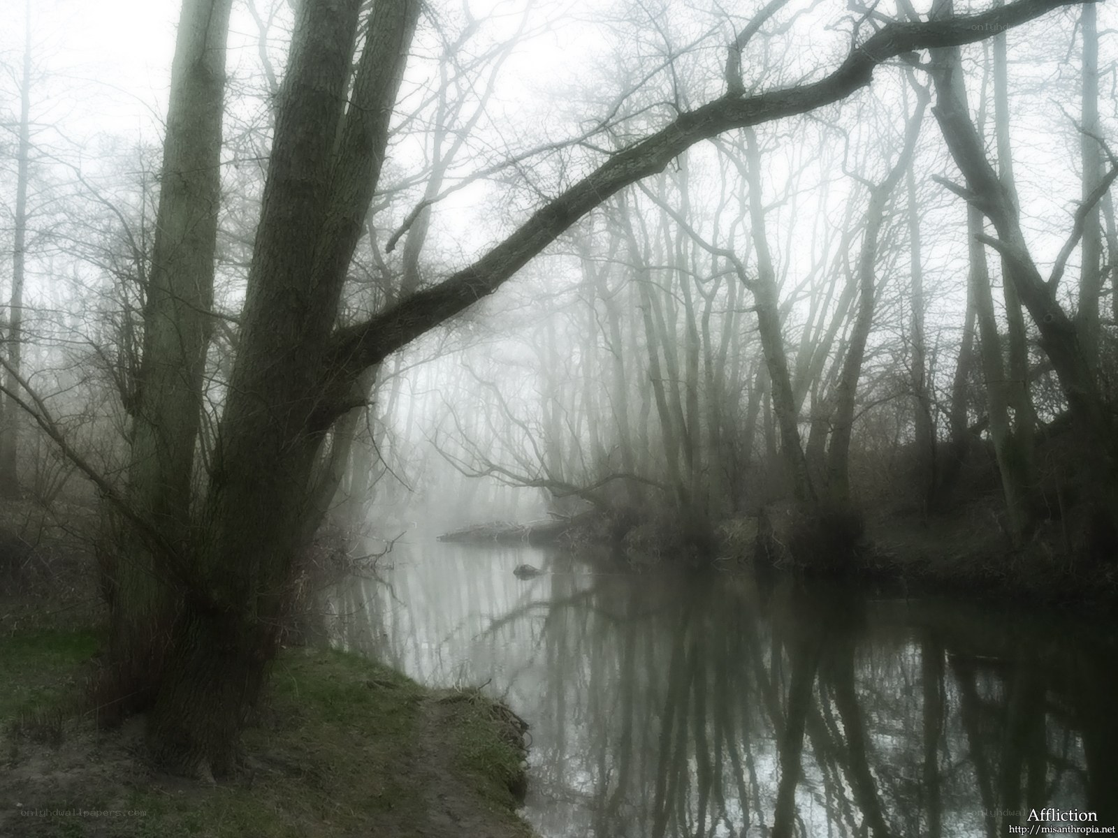 Foggy river in a forest