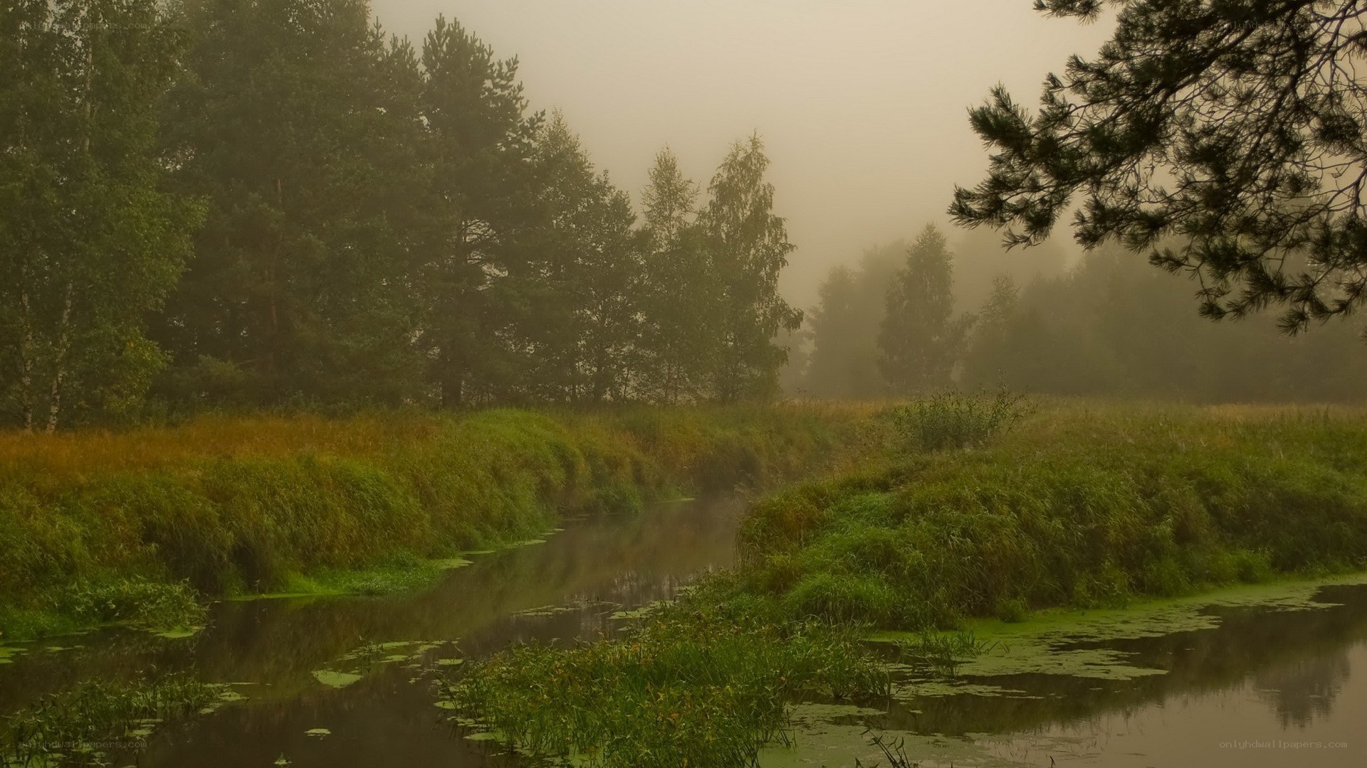 Foggy river in a forest