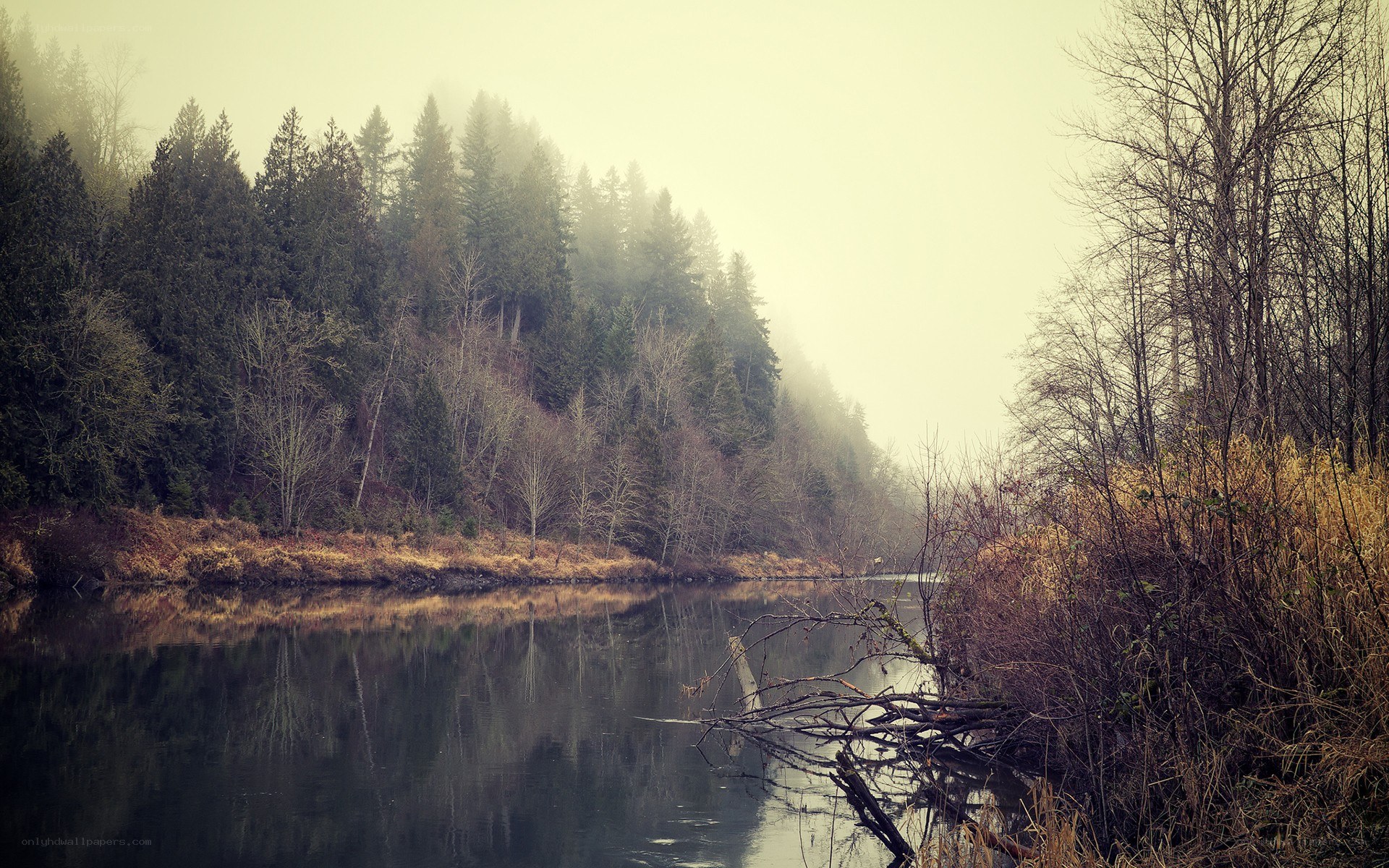 Foggy river in a forest